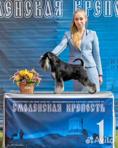 Щенки цвергшнауцера чёрн.с серебром окраса