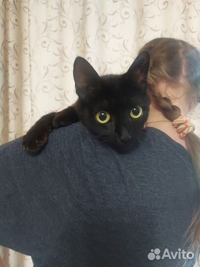 Ласковая кошечка