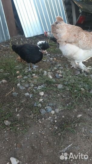 Декоративные куры.фафероль,кокен хин