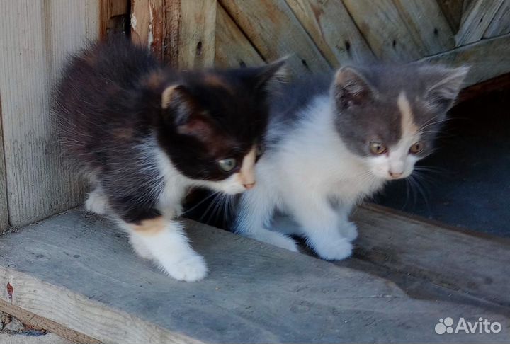Котята отдам