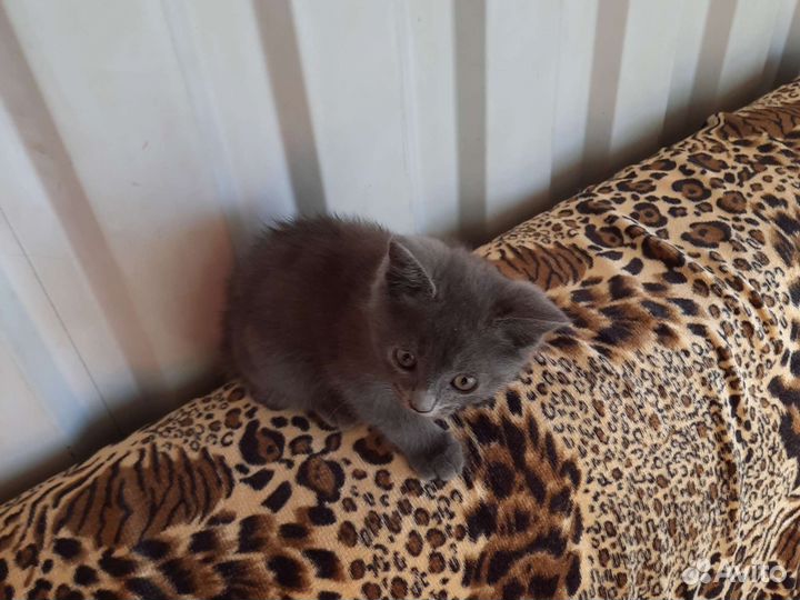 Серый беспородный котёнок(девочка) 2 месяца