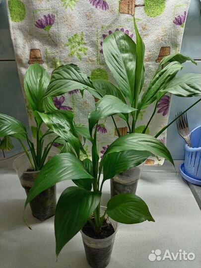 Комнатные цветы