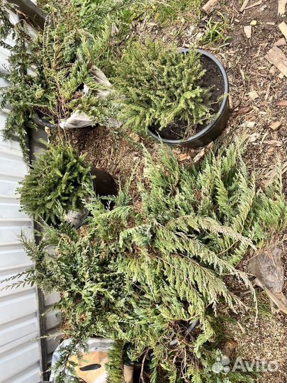 Можжевельник Пфитцериана