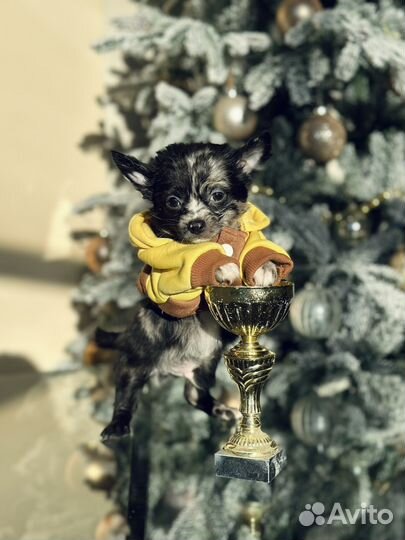 Щенки чихуахуа