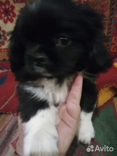 Щенок пекинеса