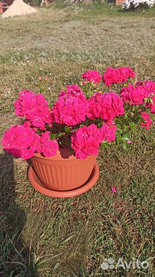 Пеларгония герань сортовая