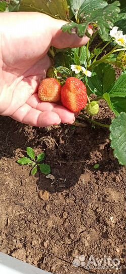 Саженцы ремонтантной клубники