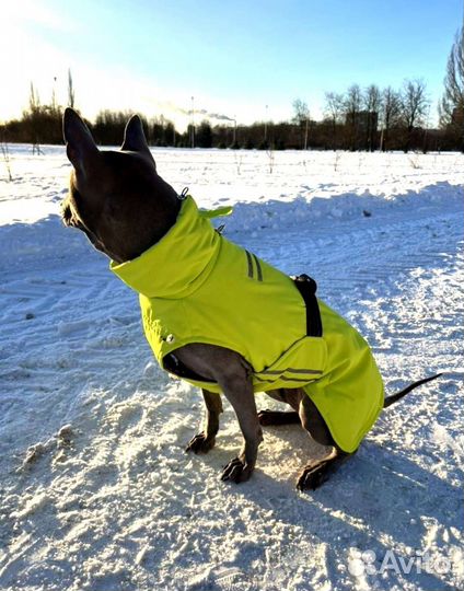 Одежда для собак