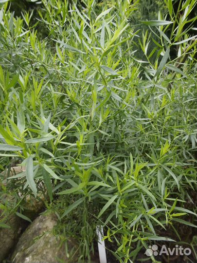 Тархун эстрагон (отросток, кустик)