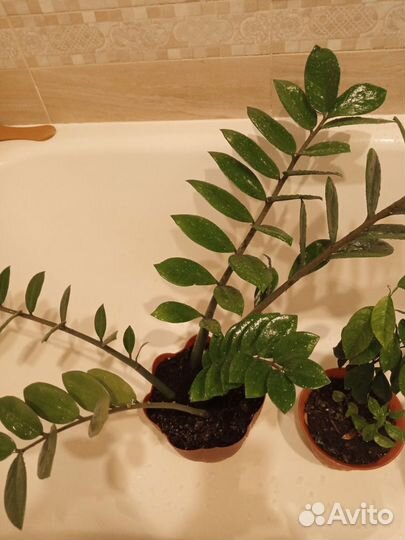 Замиокулькас