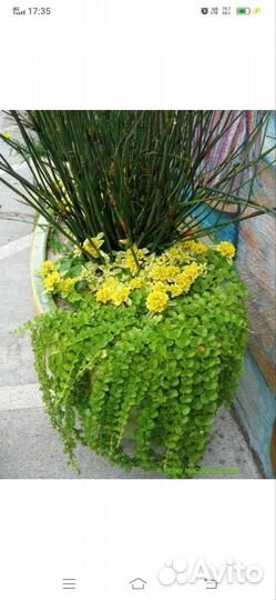 Вербейник монетчатый