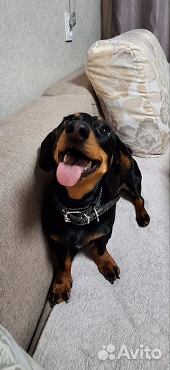 Такса вязка девочка