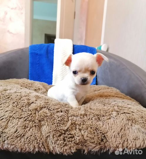 Щенки чихуахуа