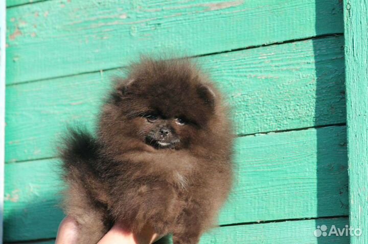 Шикарный маот