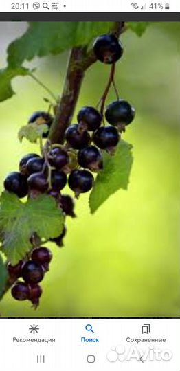 Ягода чёрной смородины