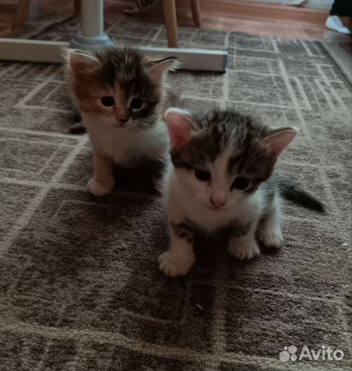 Кошки в добрые руки бесплатно