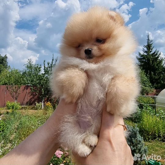 Померанский шпиц