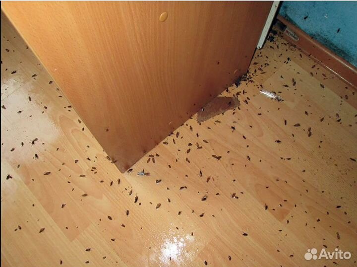 Уничтожение клопов тараканов муравьев и комаров