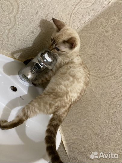 Бенгальская Милашка