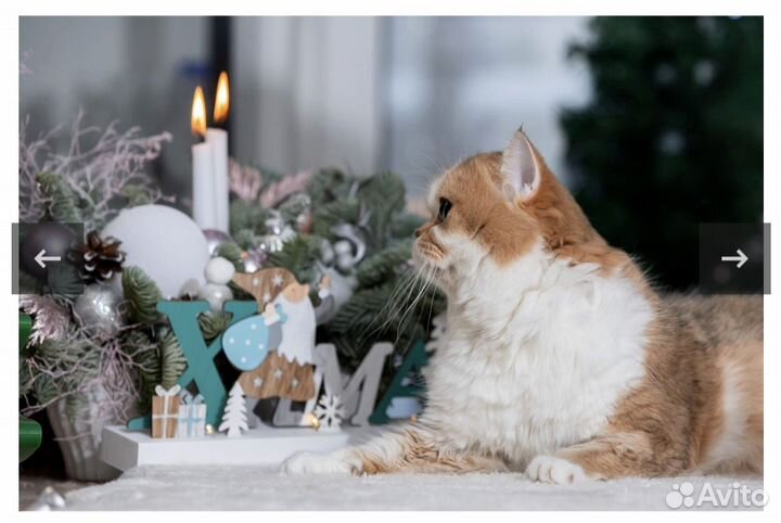 Кошка в дар