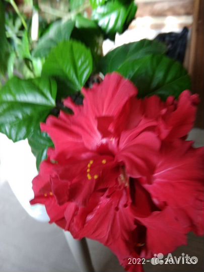 Гибискус и др