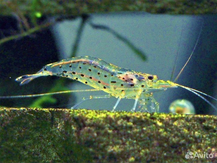 Креветки Амано