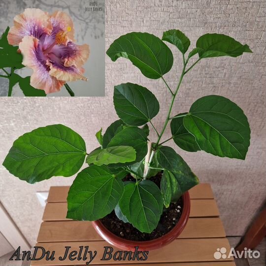 Гибискусы сортовые