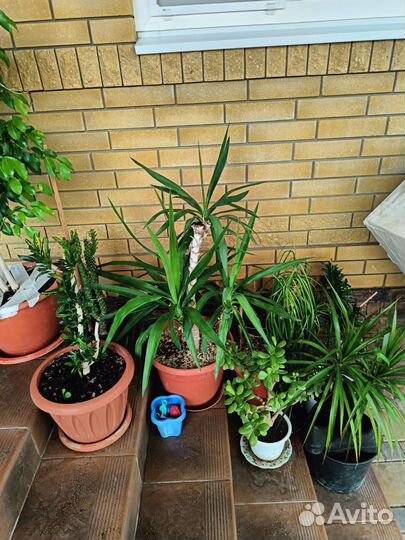 Продаются цветы