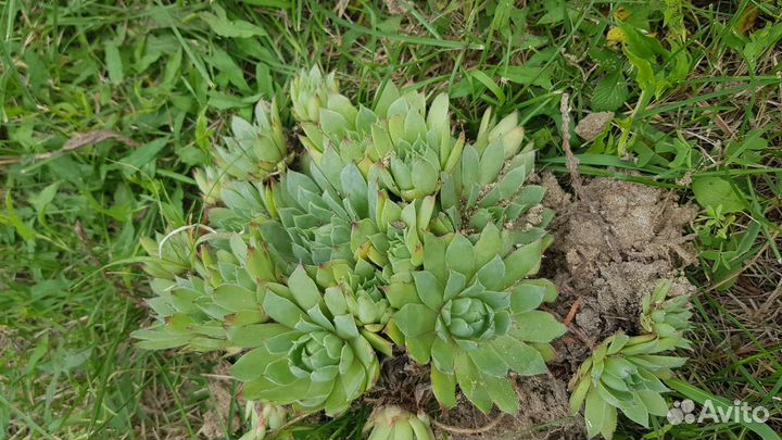 Молодило каменная роза