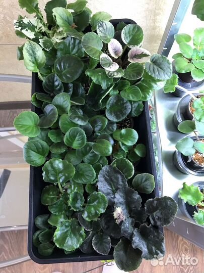 Сортовые фиалки