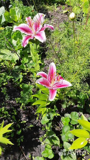 Лилии луковицы