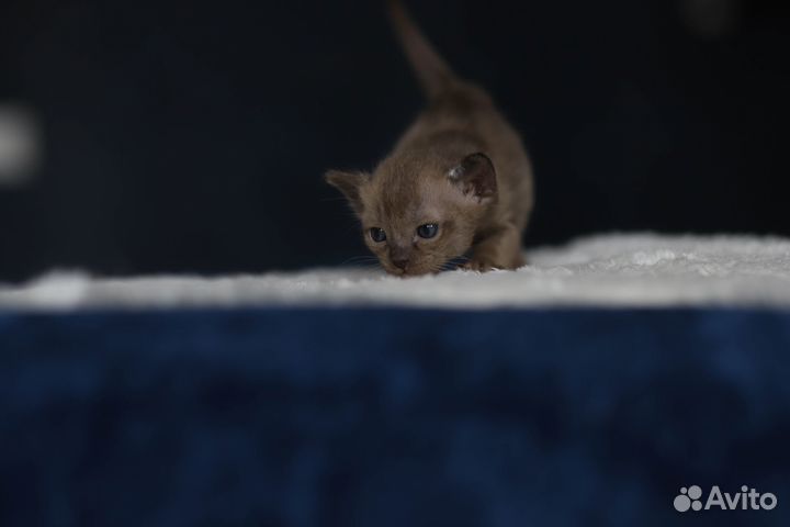 Бурманские клубные котята