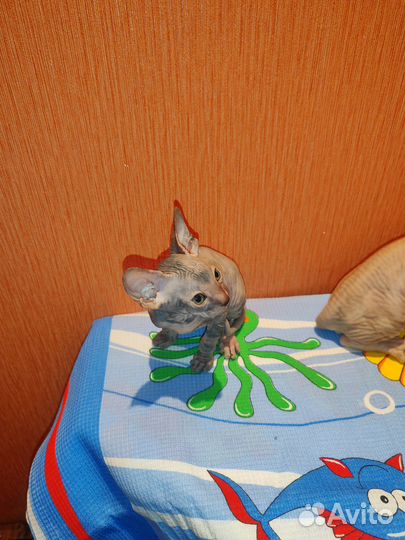 Канадский сфинкс котенок