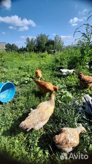 Продам кур