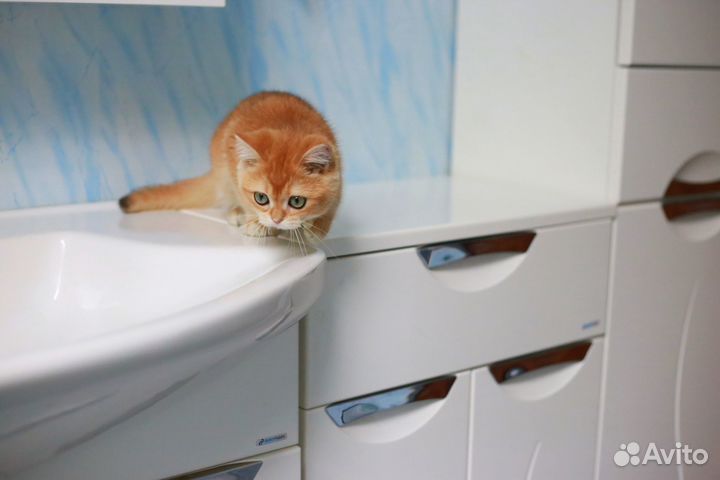 Британские золотые шиншиллы