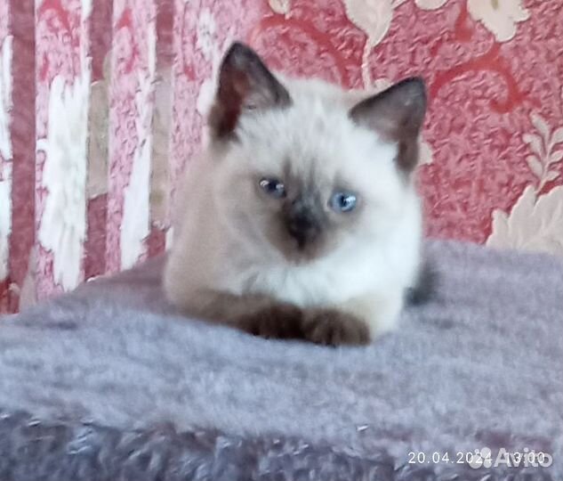 Тайские котята
