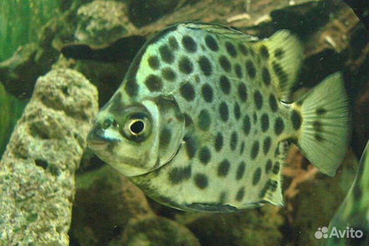 Нож, аргус, боция