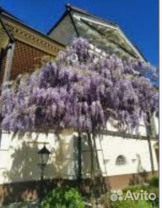 Лианы для беседок