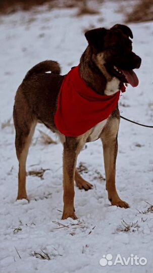 Собака красавец в добрые руки отдам