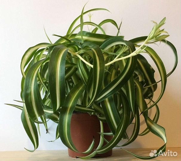 Хлорофитум 'Бонни'