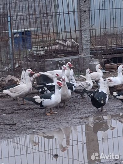 Продаются индоутки