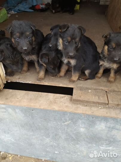 Щенки немецкой овчарки