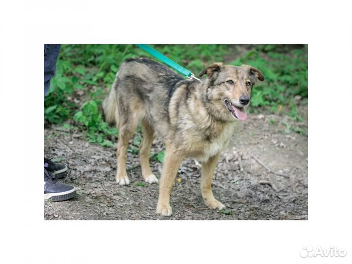 Небольшая собака-улыбака Зея