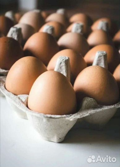 Домашние куриные яйца