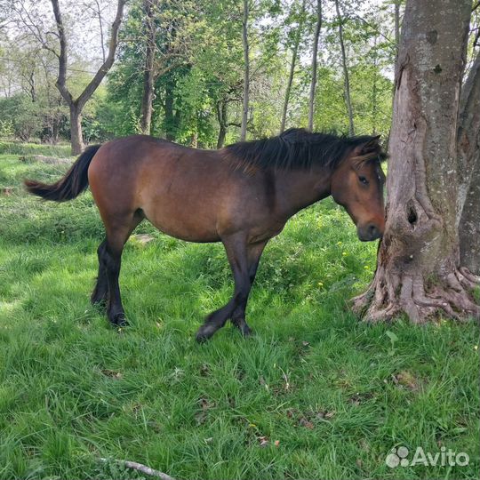 Лошадь кобыла жеребенок