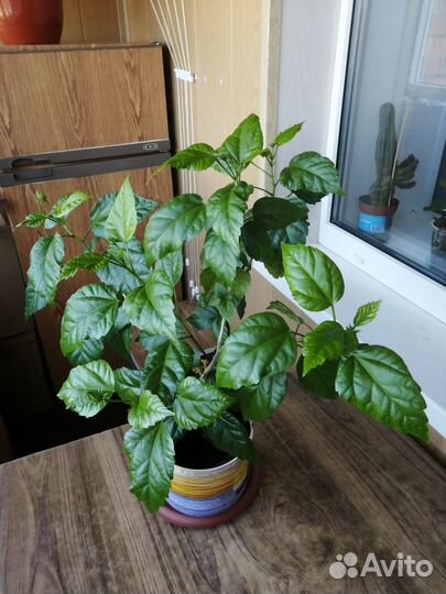 Гибискус китайская роза