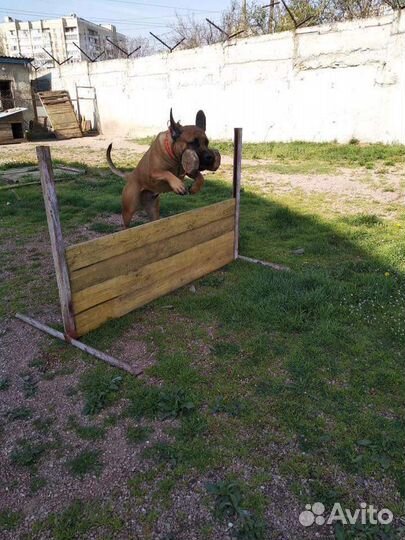 Бытовая дрессировка собак