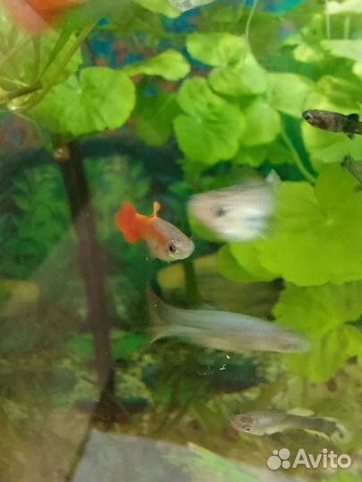 Гуппи