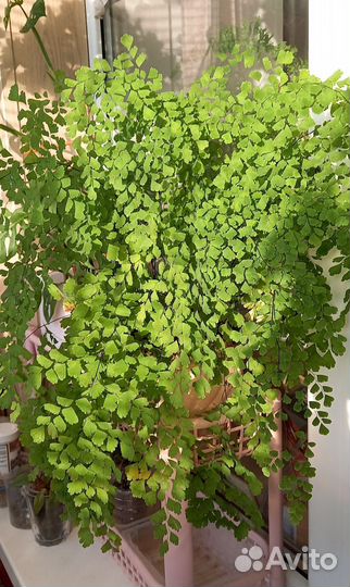 Папоротник Адиантум