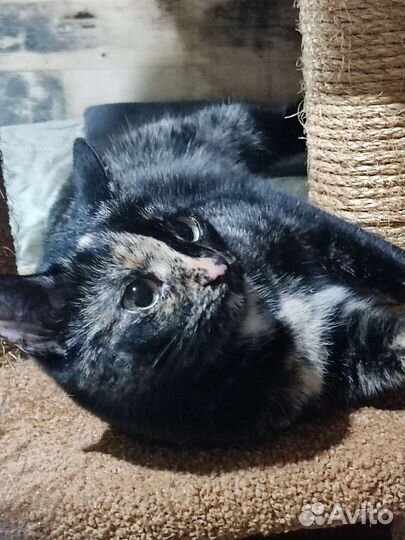 Кошки в добрые руки бесплатно